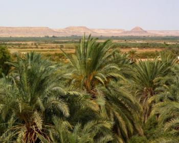 Oasis-Bahariya-Egipto
