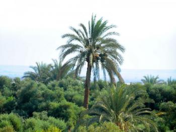 Oasis-de-Bahariya-Egipto