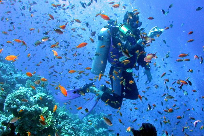 Excursión de buceo desde el puerto de Safaga